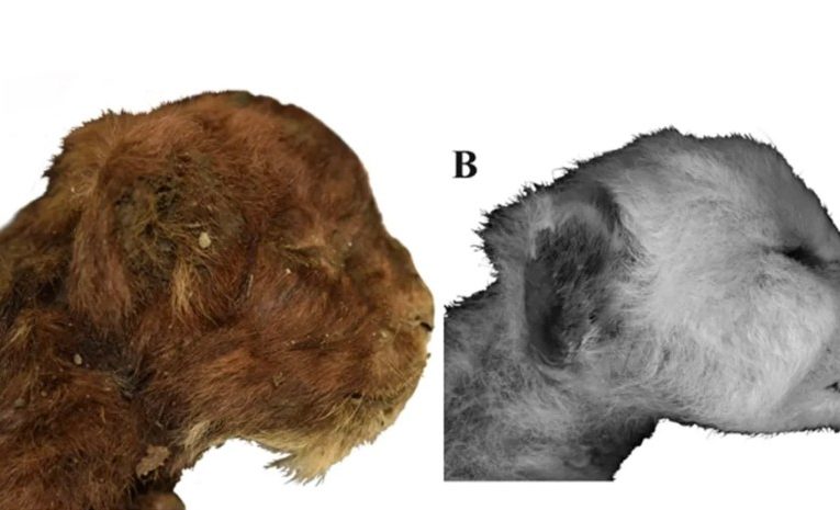 Perfectly preserved 35,000-year-old sabre-toothed tiger cub found frozen in Siberian ice – complete with fur & claws