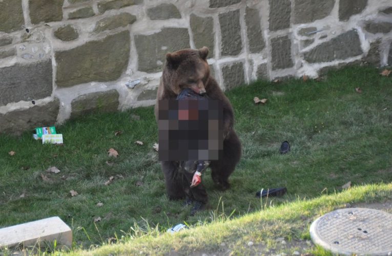 Terrifying moment man is savagely attacked by 40st bear at zoo leaving him covered in blood in front of visitors