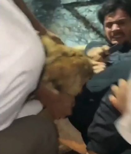 Watch moment lion attacks screaming man after he tried to take SELFIE with beast as pals desperately try to fight it off