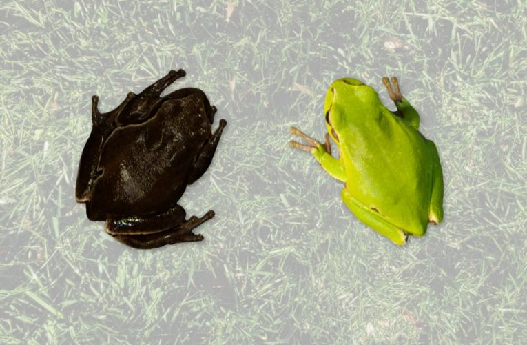 Shock discovery in Chernobyl’s mutant black frogs may mean civilisation can finally RETURN to irradiated exclusion zone