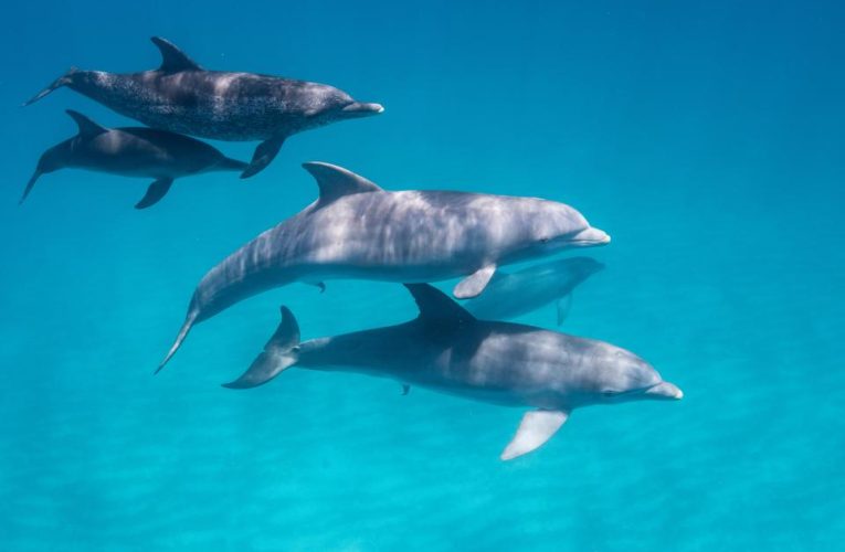 World’s saddest dolphin Delle recorded crying into empty ocean for YEARS because he’s so lonely