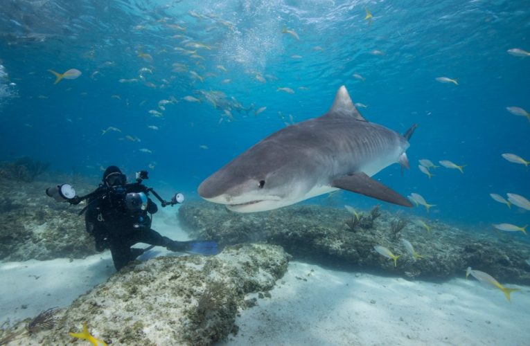 Terrifying clip shows what it’s like to be EATEN by a shark – before it spits you out onto seafloor