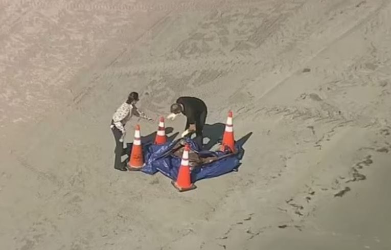 Mystery as human HEAD is found washed up on popular Florida tourist beach by horrified worker