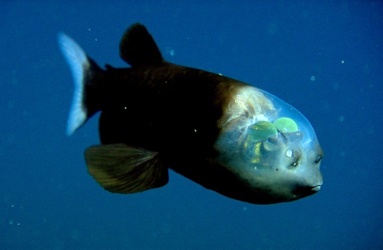 Five ‘sea aliens’ caught on camera – from fish with eerie see-through head to rarely seen squid with 13ft tentacles