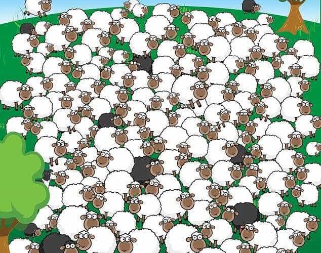 You have the 20/20 vision of a shepherd if you can spot the dog hidden among the herd of sheep in under five seconds