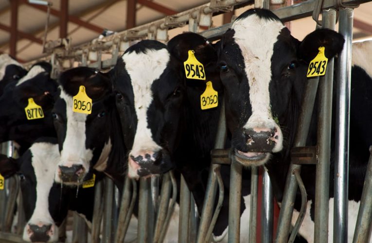 Bird flu in Michigan: State testing milk amid fears of avian influenza infecting dairy farms