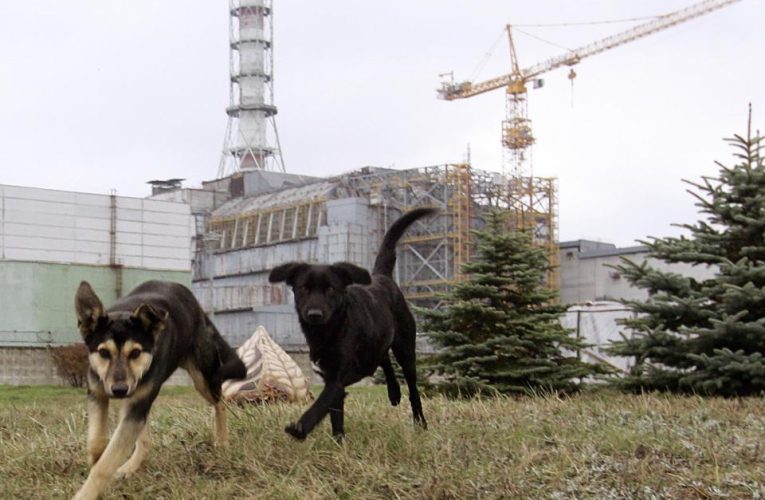 Chernobyl being prowled by mutant wild dogs that have rapidly evolved to SURVIVE nuke fallout, scientists say