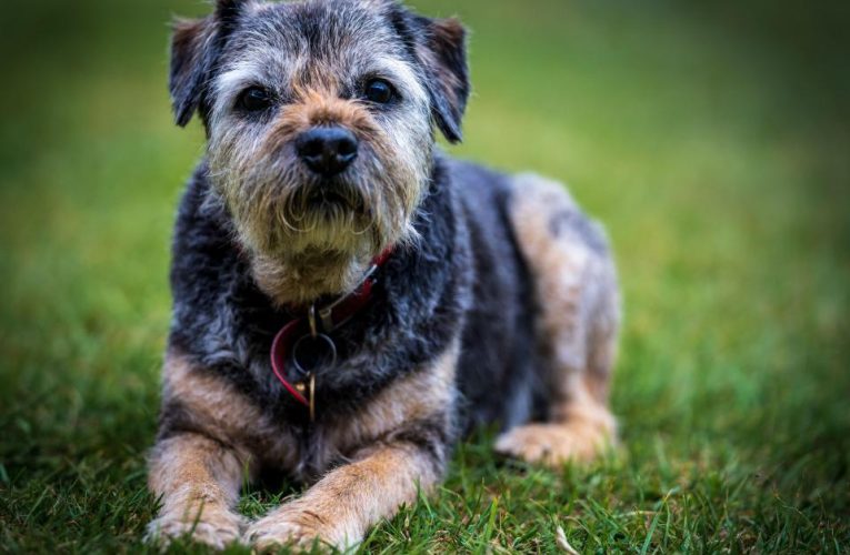 Dog expert reveals the mischievous breed most likely to nick the turkey from your festive feast this Christmas