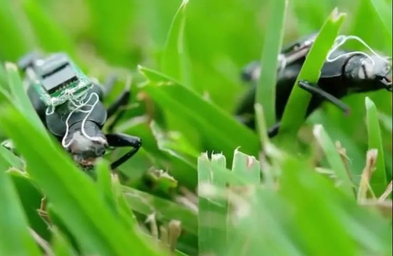 Watch as Frankenstein cyborg cockroaches fitted with backpacks come to life to form army of search & rescue bugs