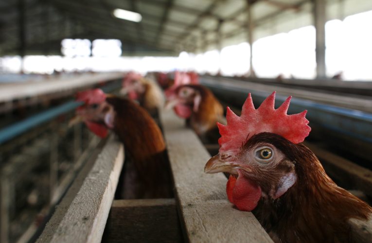 Bird flu outbreak grows in Michigan with three more sites exposed to virus