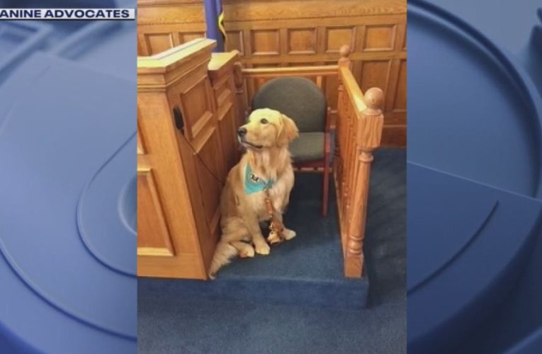 Expanded use of therapy dogs in court by state questioned by some experts