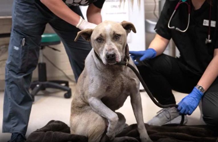 LA wildfires: California animal shelter flooded with displaced, injured pets