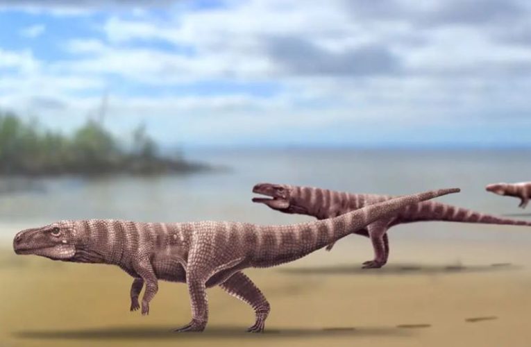 Terrifying prehistoric RUNNING CROCODILE could sprint on two legs to hunt dinosaurs for breakfast, footprints reveal